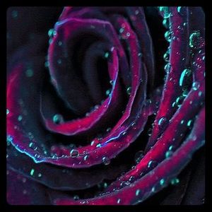 Meet your Posher, Lenaya